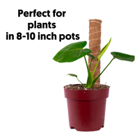 Coco Coir Pole for 8-10 inch pots