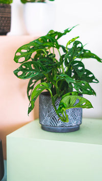 Monstera Adansonii | Monkey Mask Swiss Cheese Plant (S)