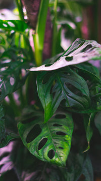 Monstera Adansonii | Monkey Mask Swiss Cheese Plant (S)