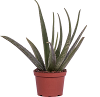 Aloe Vera (M)