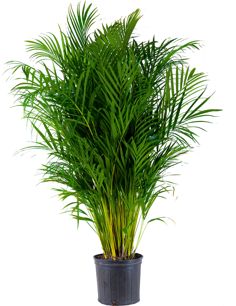 Areca Palm (XXL)