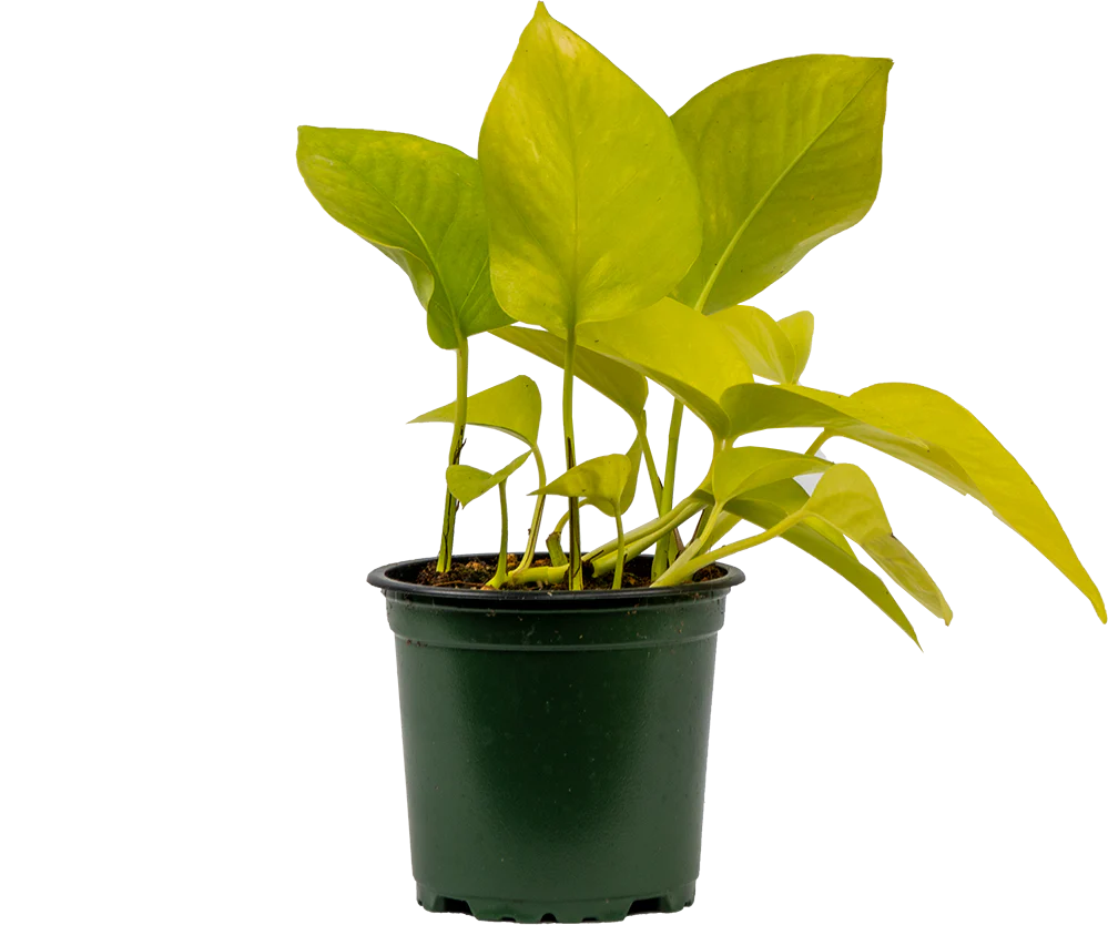 Neon Pothos (S)