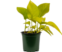 Neon Pothos (S)