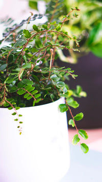 Pellaea Rotundifolia | Button Fern (M)