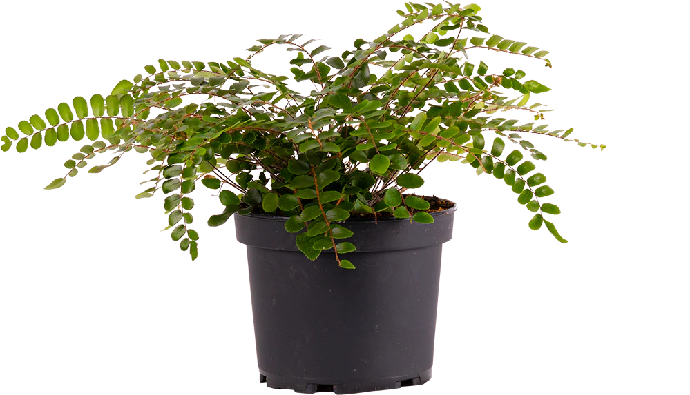 Pellaea Rotundifolia | Button Fern (M)