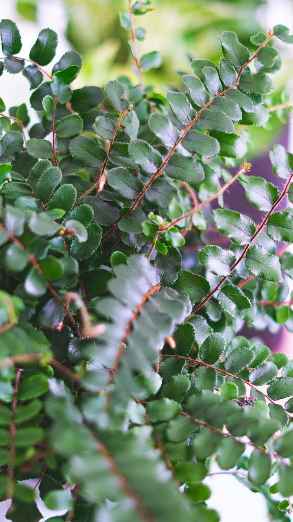 Pellaea Rotundifolia | Button Fern (M)