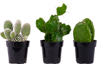 Thumbnail for Cactus Trio - Assorted (XS)