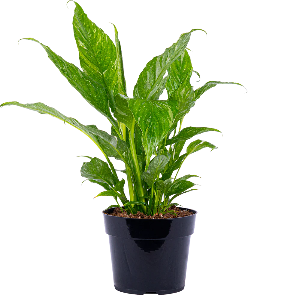 Peace Lily Domino | Spathiphyllum (M)