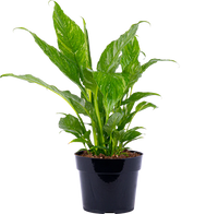 Peace Lily Domino | Spathiphyllum (M)