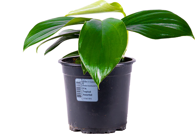 Rhaphidophora Decursiva | Dragons Tail (M)