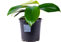 Rhaphidophora Decursiva | Dragons Tail (M)