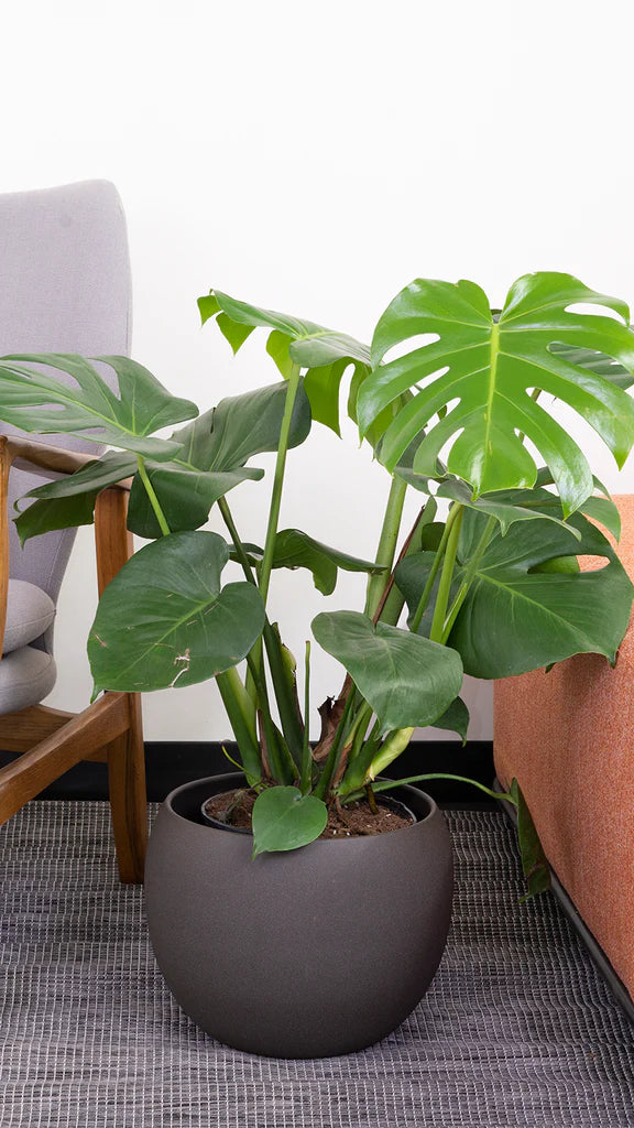 Monstera Deliciosa (XXL) | Swiss Cheese Plant