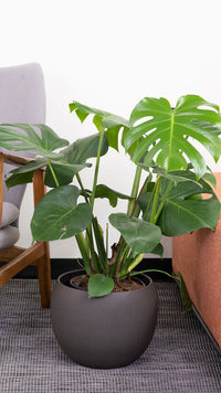 Monstera Deliciosa (XXL) | Swiss Cheese Plant