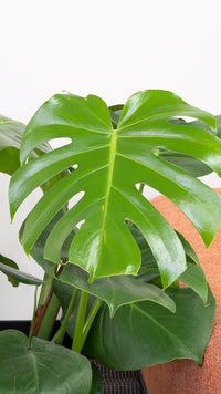 Monstera Deliciosa (XXL) | Swiss Cheese Plant
