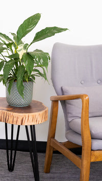 Peace Lily Domino | Spathiphyllum (M)