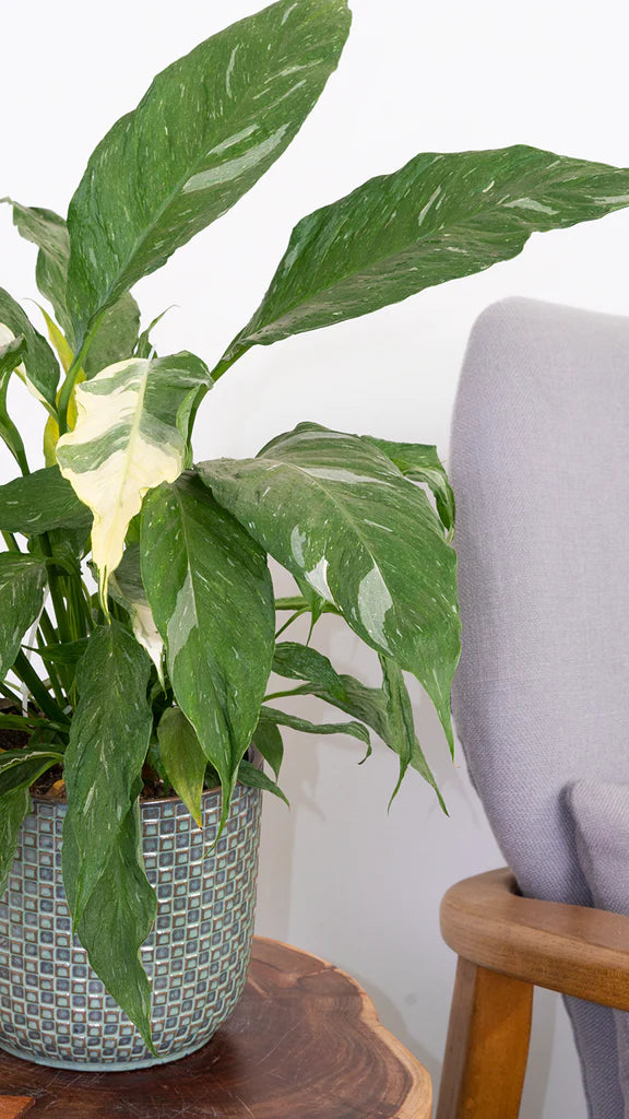 Peace Lily Domino | Spathiphyllum (M)