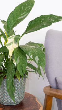 Peace Lily Domino | Spathiphyllum (M)