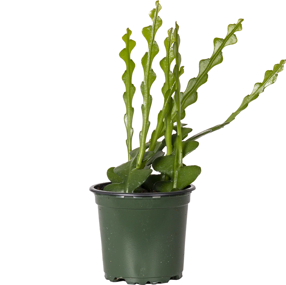 Selenicereus Anthonyanus | Ric Rac Fishbone Cactus (S)