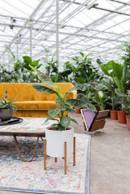 Musa Dwarf Cavendish | Banana Plant (M)