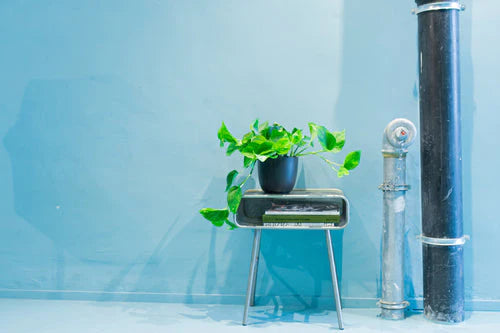 Epipremnum Aureum | Pothos Gold (M)