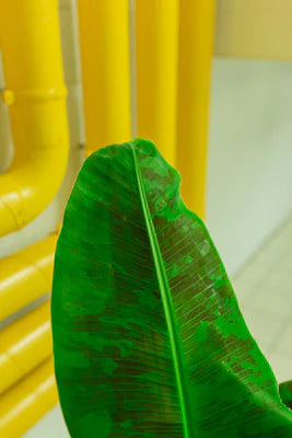 Musa Dwarf Cavendish | Banana Plant (M)