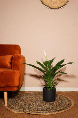 Peace Lily | Spathiphyllum (M)