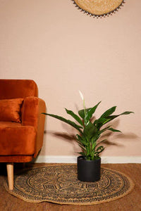 Peace Lily | Spathiphyllum (M)