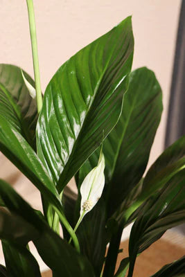 Peace Lily | Spathiphyllum (M)
