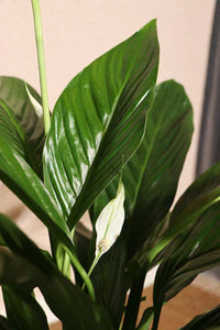 Peace Lily | Spathiphyllum (M)