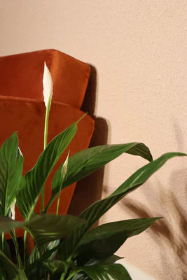 Peace Lily | Spathiphyllum (M)