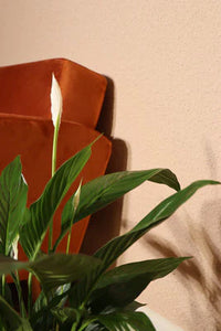 Peace Lily | Spathiphyllum (M)