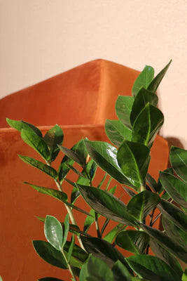 Zamioculcas (L) | ZZ Plant