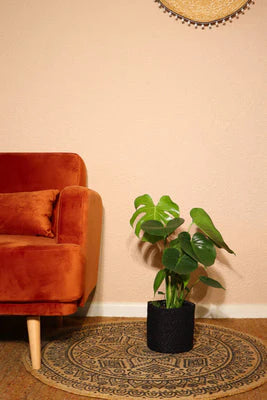 Monstera Deliciosa (M-6in) | Swiss Cheese Plant