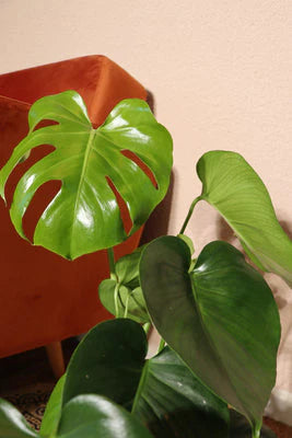 Monstera Deliciosa (M-6in) | Swiss Cheese Plant