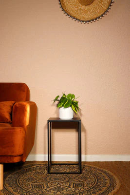 Philodendron Brazil (M)