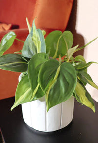 Philodendron Brazil (S)
