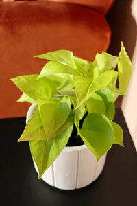 Neon Pothos (M)