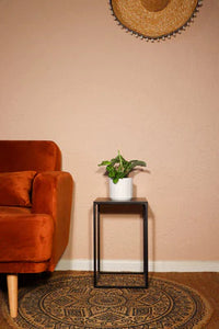 Maranta Kerchoveana | Green Prayer Plant (S)