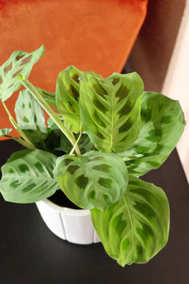 Maranta Kerchoveana | Green Prayer Plant (S)