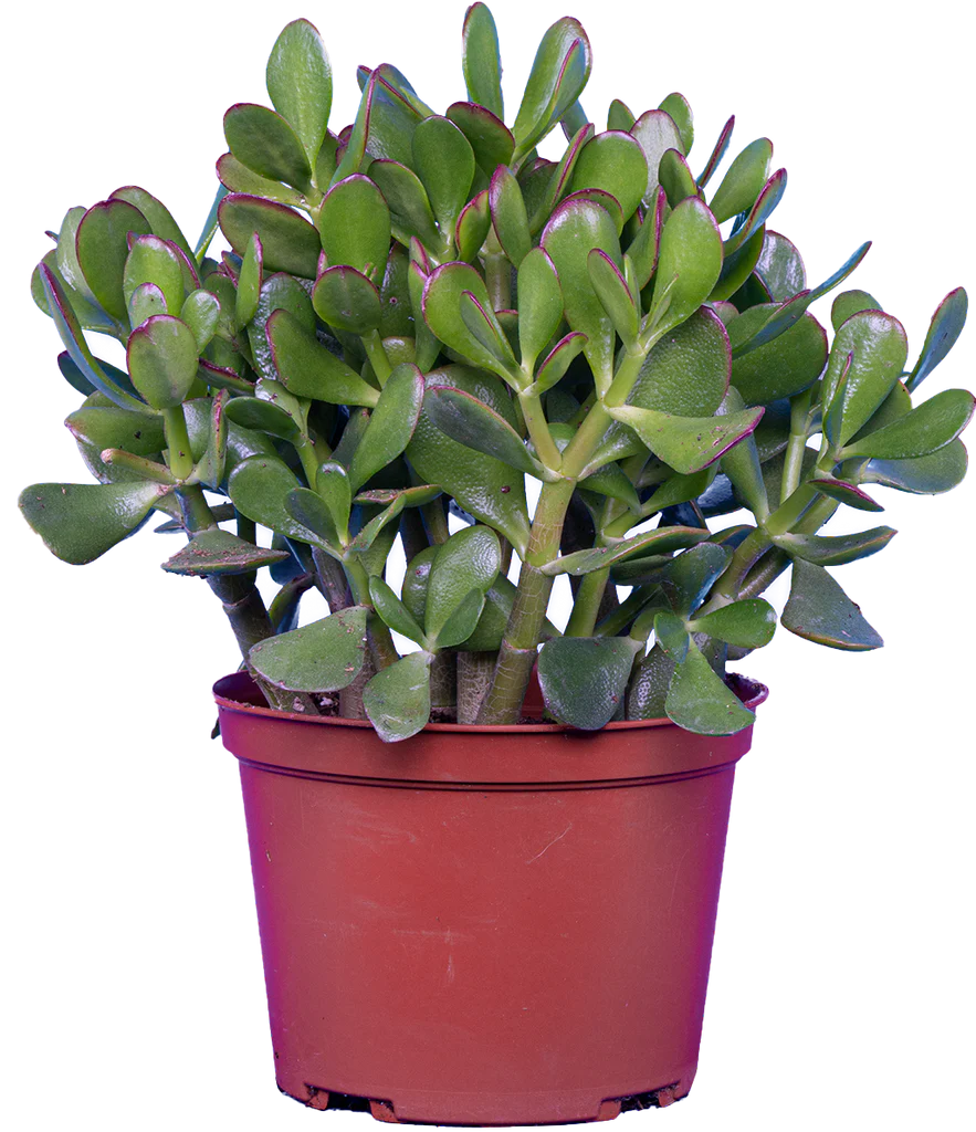 Crassula | Jade Plant (M)