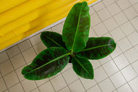 Thumbnail for Musa Dwarf Cavendish | Banana Plant (M)