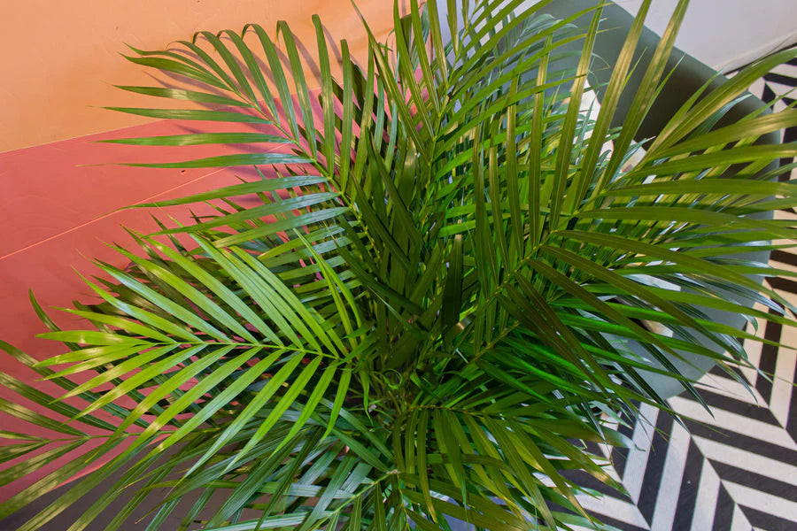 Areca Palm (XXL)