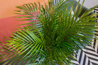 Thumbnail for Areca Palm (XXL)