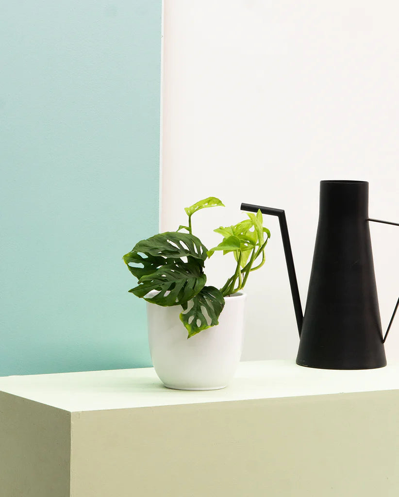 Monstera Adansonii | Monkey Mask Swiss Cheese Plant (S)