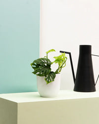 Monstera Adansonii | Monkey Mask Swiss Cheese Plant (S)