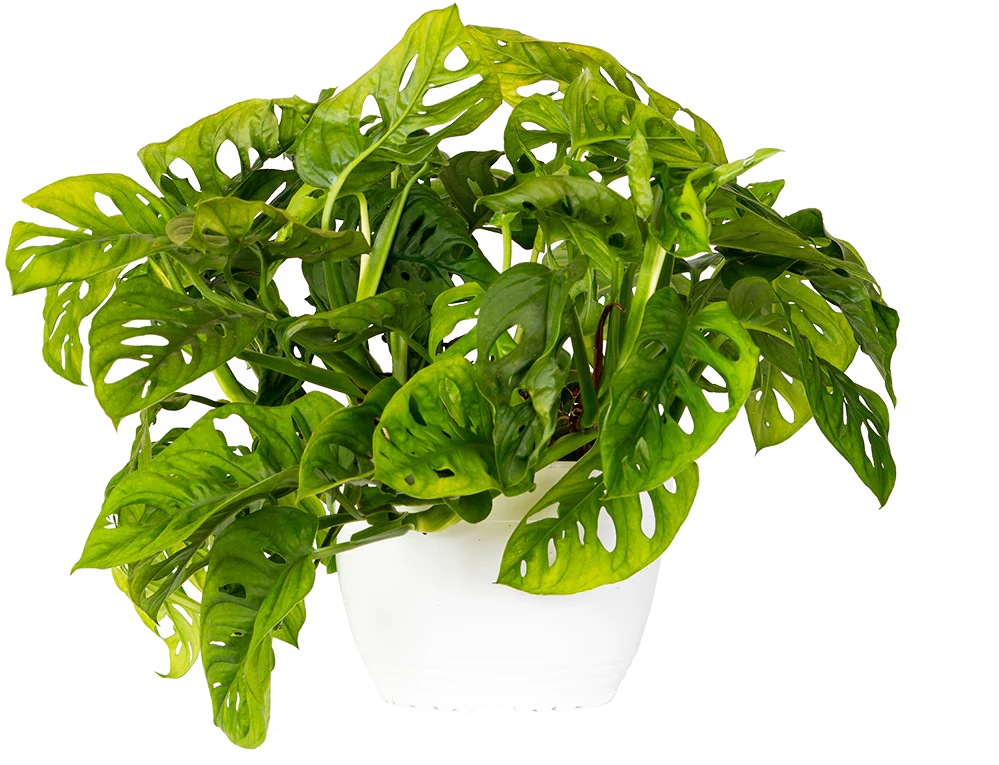 Monstera Adansonii | Monkey Mask Swiss Cheese Plant (L)