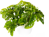 Monstera Adansonii | Monkey Mask Swiss Cheese Plant (L)