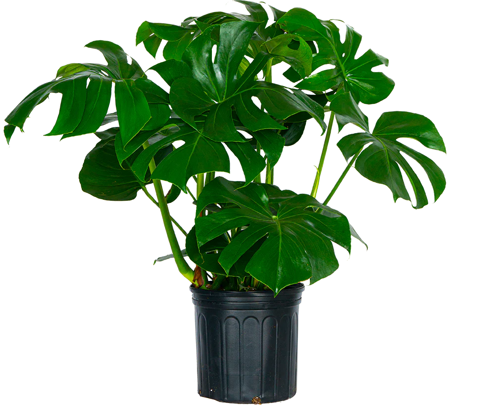 Monstera Deliciosa (XXL) | Swiss Cheese Plant