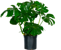 Monstera Deliciosa (XXL) | Swiss Cheese Plant