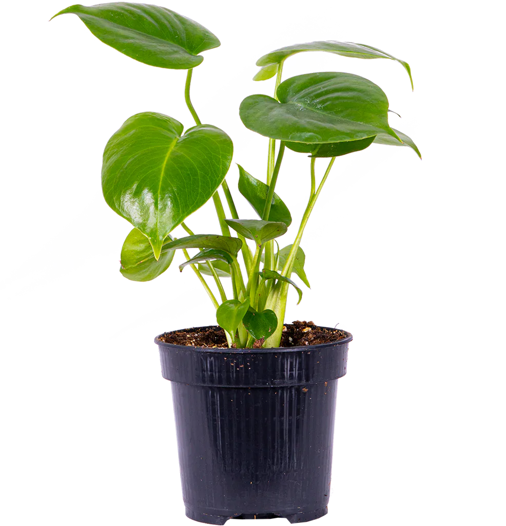 Monstera Deliciosa (S) | Swiss Cheese Plant